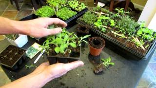 Three Minute Garden Tips Growing Sage Indoors from Seeds to Transplants The Rusted Garden 2013 [upl. by Nasah13]