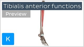 Functions of the tibialis anterior muscle preview  3D Human Anatomy  Kenhub [upl. by Gurango]