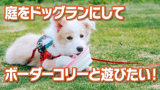 庭にドッグランを作って愛犬のボーダーコリーと遊びたい！ [upl. by Akcire]