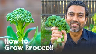 How to Grow Broccoli  Complete Guide from Seed to Harvest [upl. by Kralc]