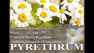 PYRETHRUM DAISY SEEDS Chrysanthemum cinerariifolium PYRETHRUM FLOWER HERB SEEDS on wwwMySeedsCo [upl. by Loram894]