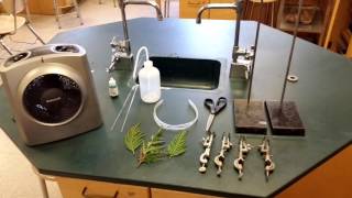 AP Bio Video  Transpiration Lab [upl. by Beverlee]