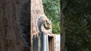 Maybell loves her peanuts 🥜 ✨💖✨ squirrel cuteanimals wildlife bird backyard nature peanut [upl. by Cohleen]