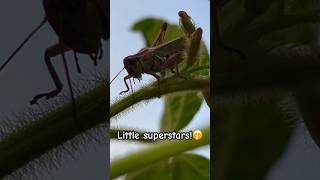 The redlegged grasshopper gardenshorts grasshoppers [upl. by Annirtak679]