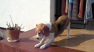 beagle epilepsy  Lafora disease 30042011 [upl. by Aitel]