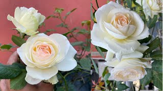 654 Enchanting Beauty of Palais Royal  White Eden  Blushing Pierre de Ronsard  Meilland Rose [upl. by Betteann]