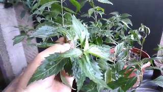 Balbas Pusa Herbal Plant Cat Whiskers Orthosiphon Aristatus Growing and Propagation [upl. by Madonna998]