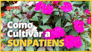 SUNPATIENS UMA PLANTA QUE FLORESCE O ANO INTEIRO  Aprenda Como Cultivar as Sunpatiens 🌸 [upl. by Batsheva430]