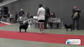 Le Schipperke au Paris Dog Show 2014 [upl. by Mirna]