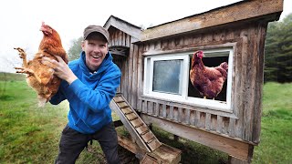 REPOING Beautiful 2500 Chicken Coop for FREE for the Off Grid Cabin  Building Brooder Chick Box [upl. by Boigie]