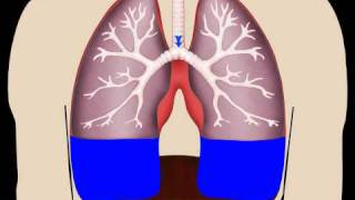 Lungs in Motion  Pleural Fluid [upl. by Emina]