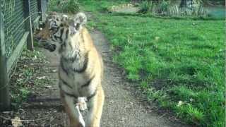 Tiger Cubs at Howletts Wild Animal Park [upl. by Ecylla]