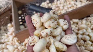 Complete Process of Making Makhana Fox Nut  Indian Food [upl. by Hcirdeirf358]