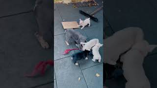 Unsere Hundewelpen 2024 HundewelpenFunnyWitzig SüßNiedlich Französische BulldoggenBabysShort [upl. by Nerval]