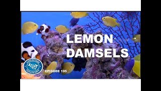 Lemon Damsel Fish  Episode 195 [upl. by Eatnahs]