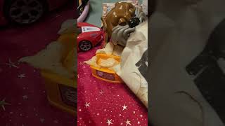 Giving sauer Chips to doggie ASMR Chips sour and salt Chips maddog viral shorts5 [upl. by Mosora891]