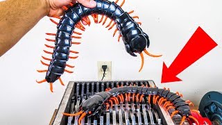 Giant Centipedes Shredded Centipede Brothers Destroyed [upl. by Kenay]