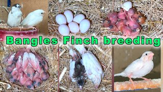 Bengalese Finch Breeding eggs lying to hatching full breed [upl. by Higgins]