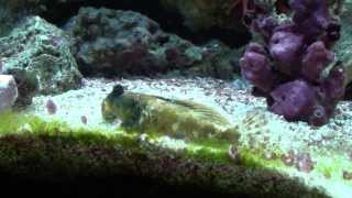 Scooter Blenny Flashing Dorsal Fin [upl. by Adiol]