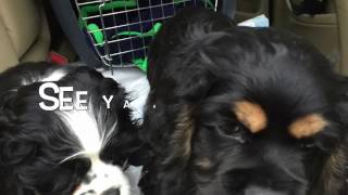 Puppies  American Cocker Spaniels [upl. by Obellia]