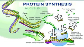 Protein Synthesis12Biology Molecular Basis of Inheritance [upl. by Raji698]