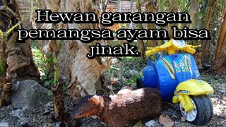 Hewan garangan jinakmengikat garangan dibawah pohon pisang‼️ garanganjinak [upl. by Nissa89]