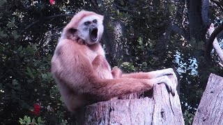 A Gibbon whooping [upl. by Ynaffet477]