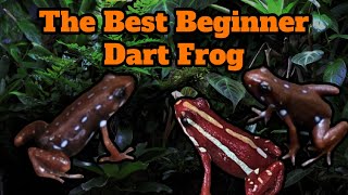 The Best Beginner Dart Frog  Epipedobates anthonyi [upl. by Jeffcott]