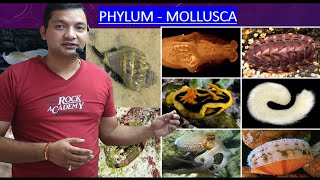 Phylum Mollusca [upl. by Ebbie]