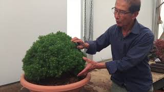 How to create a Bonsai from Raw Material [upl. by Bradney]