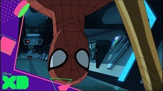 Marvel Ultimate SpiderMan  Fuerza de la naturaleza  Disney XD España [upl. by Poll511]