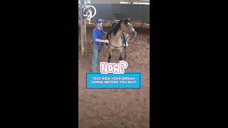 How To Test Ride A Horse You Want To Purchase Part 8  The Horse GuruMichael Gascon [upl. by Fritzie183]