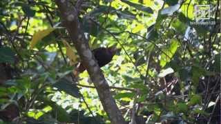 Bay Woodpecker Call in Hong Kong [upl. by Amorita880]