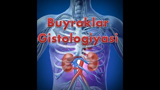 Buyraklar Gistologiyasi [upl. by Boniface701]