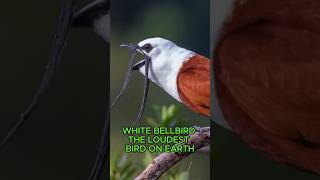 White Bellbird  The Loudest Bird On Earth [upl. by Tavie514]