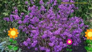 Красивоплодник бодиньера Профьюжн Краткий обзор описание callicarpa bodinieri Profusion [upl. by Maris409]