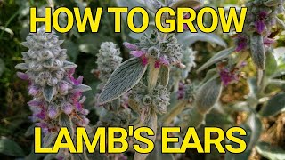 How to grow Lambs Ears Stachys Byzantina [upl. by Sivart989]