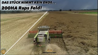 DAS STÜCK NIMMT KEIN ENDE 200HA Raps Feld XXXL Rapsernte 740ha 3 Claas Lexion Mähdrescher 2023 [upl. by Devinne344]