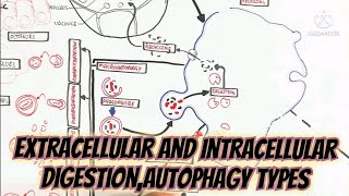 Extracellular And Intracellular DigestionAutophagy TypesSignificance [upl. by Aw]