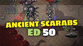 Ancient Scarabs  ED 50 solo  Tibia hunting [upl. by Nit]