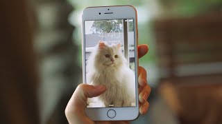 How Do Live Photos Work iPhone 6S  6S Plus  SE [upl. by Mercie329]