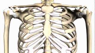 General Skeleton Basic Tutorial  Anatomy Tutorial [upl. by Aihpos]