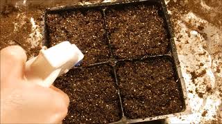 how to grow oregano from seed how to sow oregano seeds how to germinate oregano seeds [upl. by Tan359]