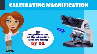 calculating magnification on a compound microscope [upl. by Nnylrebma]