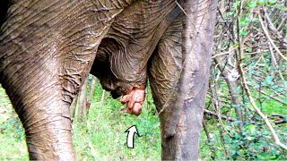 Dedicated vets strived to save Elephant with vaginal prolapse amp prevent it being formed into Abscess [upl. by Airdnazxela737]