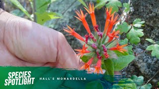 Species Spotlight Halls monardella [upl. by Aved54]