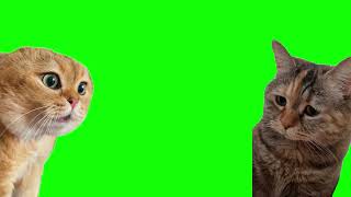 Green Screen Talking Cats Meme  Relationship Cats Meme [upl. by Azmah]