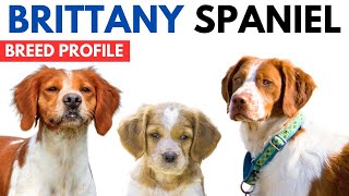 Brittany Spaniel Breed Profile History  Price  Traits  Brittany Spaniel Grooming Needs  Lifespan [upl. by Adaran709]