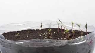 Germination TimeLapse  Phacelia and Tagetes patula [upl. by Wyndham]