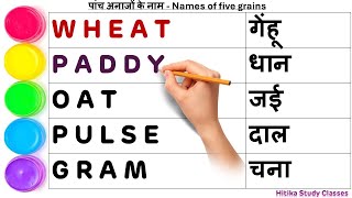 Learn five grains name in English and Hindi for Preschoolers Kids  Paddy Gram Wheat 5 grains name [upl. by Simons]